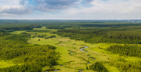 wilcze jary